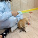 (유)제일환경 | 전주고양이카페 아이캣유, 달고나에게 꾹꾹이 받은 날