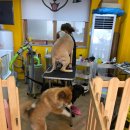 루루는포메 이미지