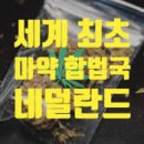 마약천국 네덜란드 ~~ 이미지