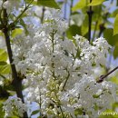 수수꽃다리 이미지