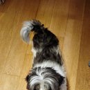 다온그루밍 이미지