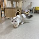 고양이미용&호텔 냥집사 이미지