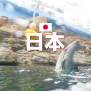 티켓포유 | 오사카 해유관 예약 가이유칸 수족관 티켓 오픈 입장권 후기