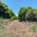 온평리-11 이미지