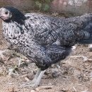 통일농장 이미지