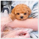 마마스미독 강아지분양 대전점 이미지