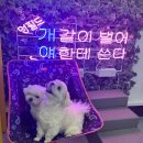 실왕길 | 안성 애견카페 멍필드 완전 추천!