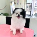 바둑이 애견 이미지