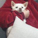 방가방가 햄
