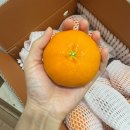 준이네농장 | (찐내돈내산)한 입 먹자마자 놀라서 양가 부모님께 선물보낸 전설의 레드향 추천(+농장 정보 있음)