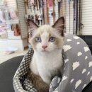 러브펫살롱 이미지