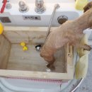 만두네 애견미용실 이미지