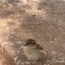 (주)지성 | [🇪🇬 이집트] 이집트 아스완 자유여행 ‘아부심벨 신전’ 차량 렌트 투어 후기! (Feat. 지성투어)