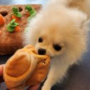 우쭈쭈플렉스 강아지 미용 이미지