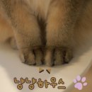 냥냥 | [강동구] 하남 고양이카페 냥냥하우스 후기 고양이 좋아하면 꼭 가볼 곳