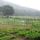 자정농장 이미지