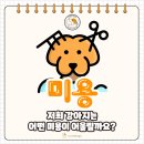 버블퍼피 | 창원애견미용 창원강아지미용 퍼피미용은 케어독스