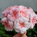 퐁퐈두르 이미지