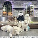 겨울이 머무는 집 | 홍대 애견카페 ‘겨울이 머무는 집’ 방문후기 – 귀여운 사모예드와 함께한 시간