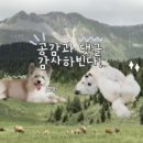 맛있개신나개 이미지