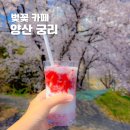 (상하)개화목장 | 경남 양산 벚꽃 카페 베이커리 궁리