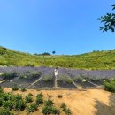 라벤더 민박 이미지