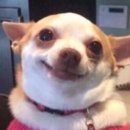 못된강아지 이미지