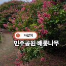 민주항쟁기념관 | 부산 민주공원 배롱나무 만개 8월 꽃구경 가볼만한곳