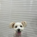 엘린퍼피 이미지