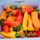 시온농장 이미지