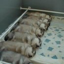 아름다운 개 이미지