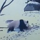 데굴데굴