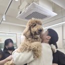 저녁 생활미용 초급 | 강아지미용학원 수업 구성과 교육 환경