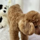 도그보니타 이미지