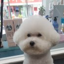 몽쭈쭈 이미지