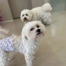 도그다움 이미지