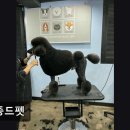 메종 드 펫 이미지