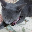 아이뷰뷰 이미지