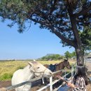 성산읍 성산수협 건너편 | 제주도 스타벅스 성산 카페 제주 성산DT점 베이커리 음료