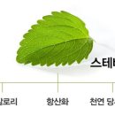 준' 스테비아