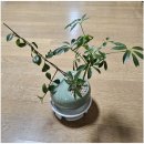 마곡꽃광장