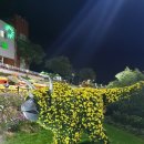 자치샘 사거리 앞 | 화순 국화축제/화순 국화향연/ 국화축제 다녀온 후기/ 나만의 꿀팁/가을여행/ 11월 가볼만한곳/ 화순...