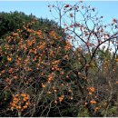 차운혁충신 정려문 이미지