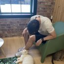 집사의하루전포점 | 고양이카페 '집사의 하루' 전포점 방문 후기