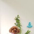 오늘도이쁘개 이미지