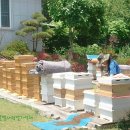 ★ 2012년 아까시아꿀 ,잡화꿀,감로잡화꿀 ,밤꿀판매합니다. 벌통속에서 꿀벌이 오랫동안 숙성시킨 익은꿀입니다. 이미지