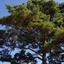 산삼자연휴양림(함양) 이미지