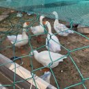 삼락재첩거리 | [맛집 351] 부산 강서구 비아조 낙동강뷰 대형카페 추천 ★ _ 아메리카노 + 헤이즐넛시럽