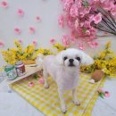 야옹아 멍멍해봐(조례호수점) 이미지