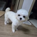힐튼이 목욕했어요 이미지